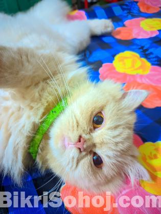 Persian cat female